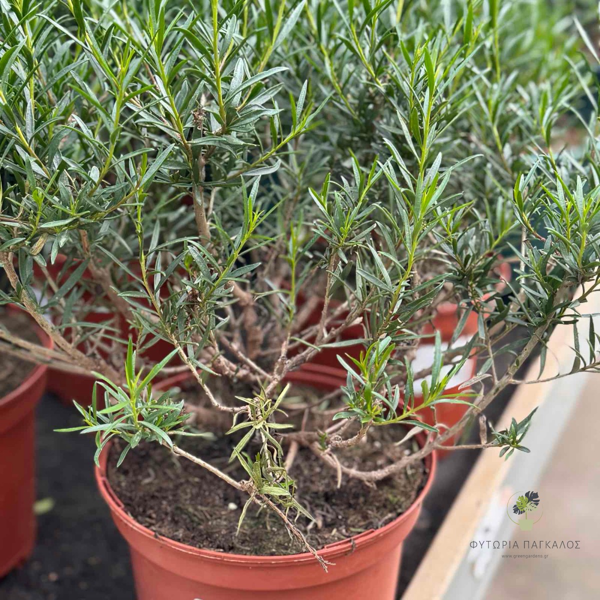 ΕΡΕΜΟΦΥΛΛΟ – Eremophila sp - 1